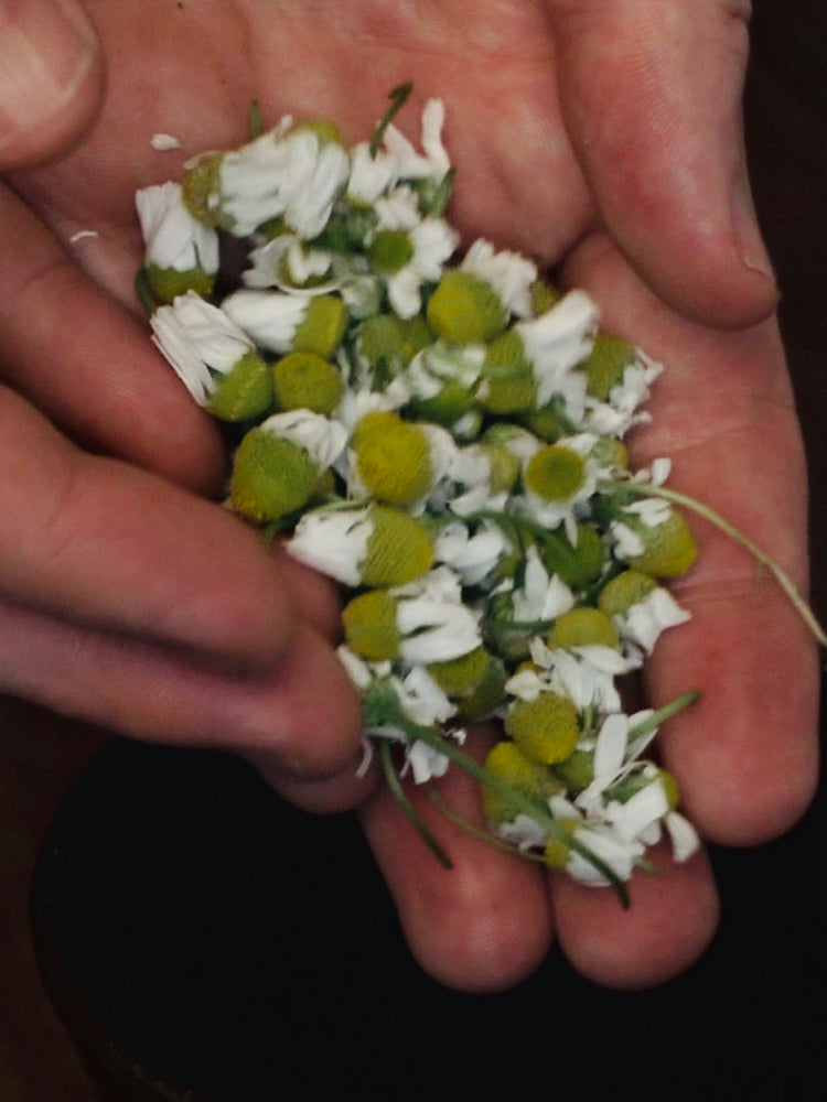 Organic chamomile fresh in hands